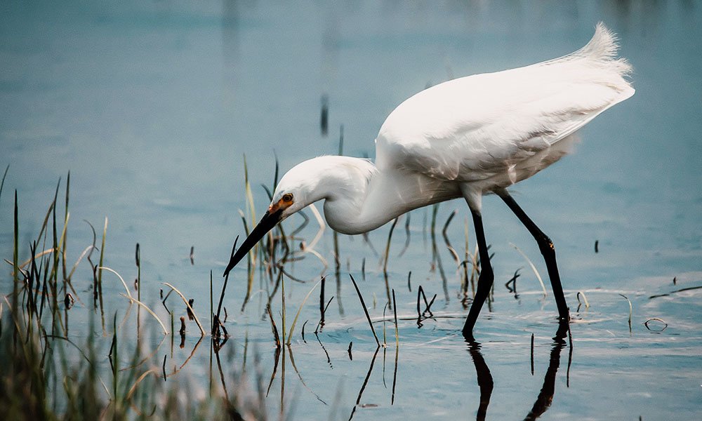 A white egret stands in shallow water, bending its neck to search for food among tall, thin grasses—a tranquil scene that captures the natural beauty found while exploring things to do in Ocean County NJ.
