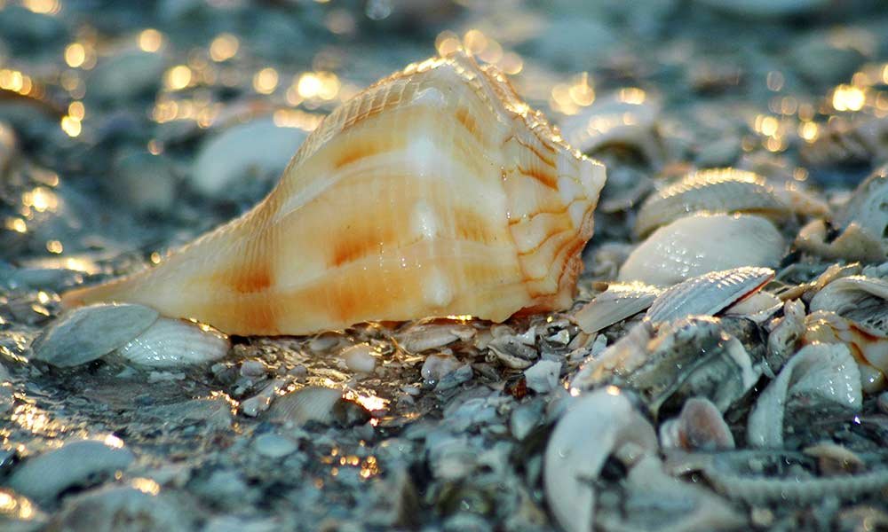 A large orange and white seashell rests on wet sand surrounded by smaller shells, reflecting sunlight—capturing the natural beauty that makes beachcombing one of the top things to do in Ocean County NJ.